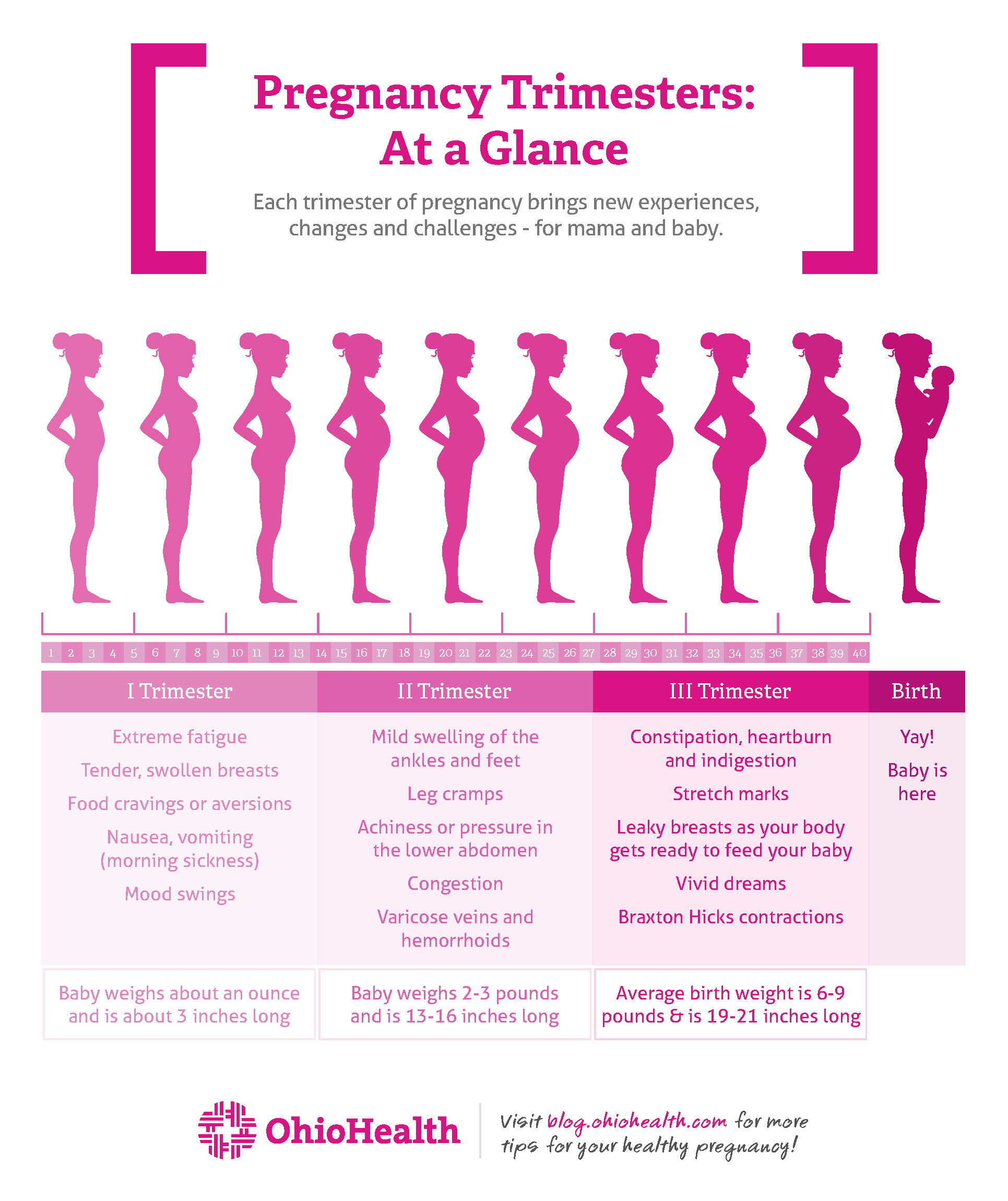 Pregnancy Trimesters: At a Glance