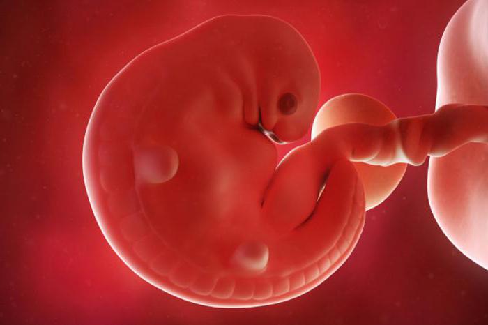 Модель эмбриона на 6 неделе