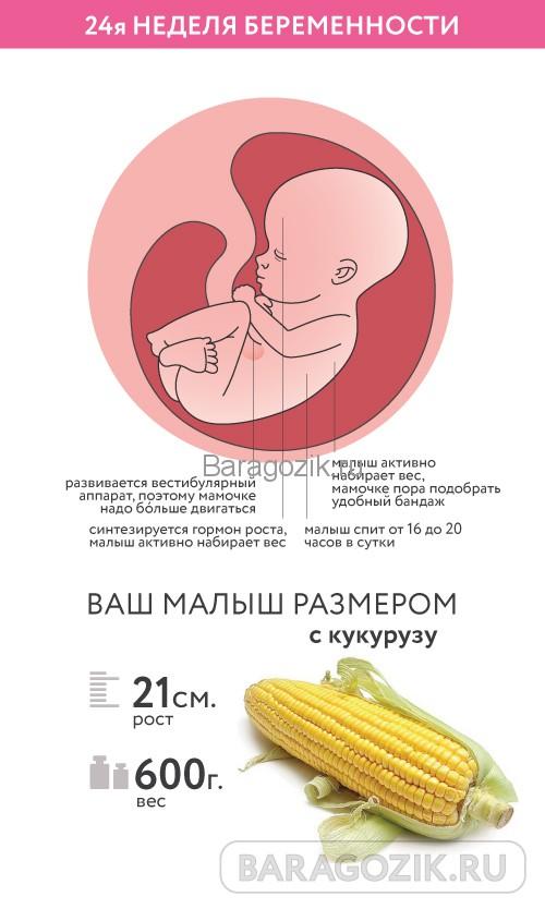 Как выглядит ребенок на 24 неделе акушерского срока беременности
