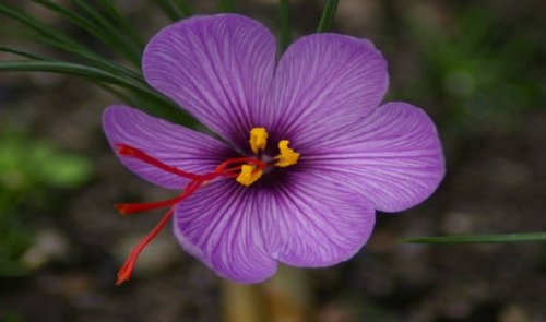 Топ-25: Редкие и потрясающе красивые цветы