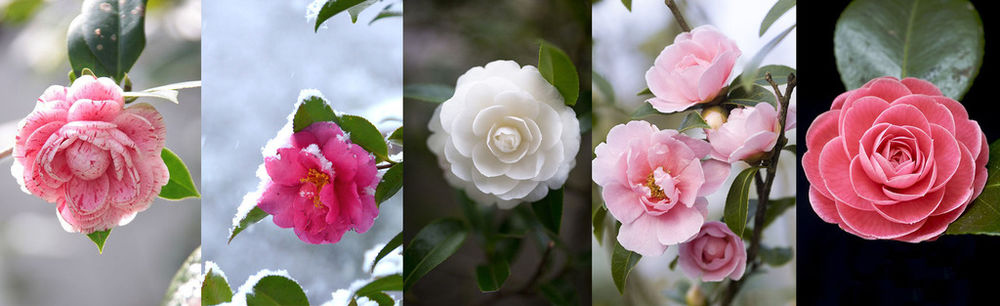 Прекрасная камелия – цветок без запаха для парфюмера, символ Chanel и японских самураев, фото № 1