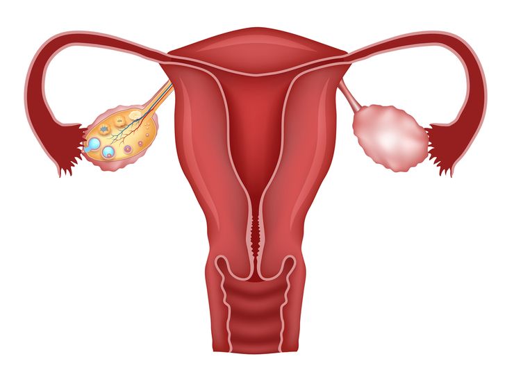 болит в области яичника
