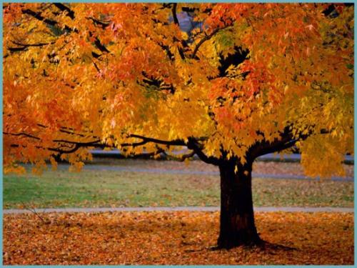 Какие деревья осенью желтеют. Какое дерево желтеет первым осенью