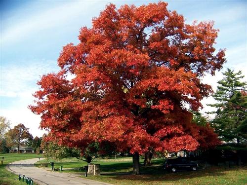 Какие деревья меняют окраску осенью