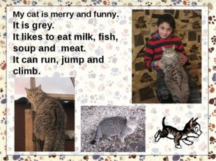 My cat is merry and funny. It is grey. It likes to eat milk, fish, soup and m