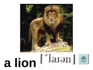 a lion 