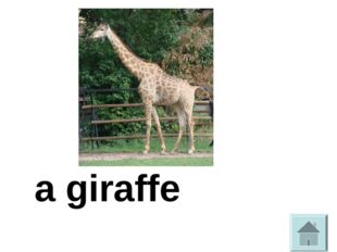 фь a giraffe 