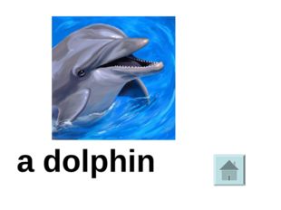  a dolphin 
