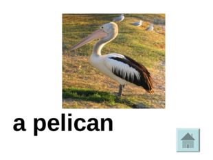  a pelican 