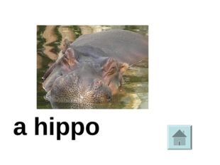  a hippo 