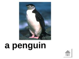  a penguin 