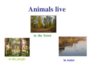 Animals live in the forest in the jungle in water 