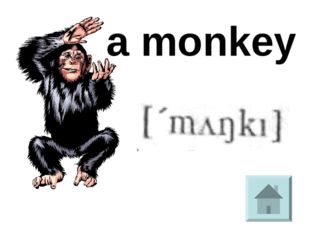  a monkey 