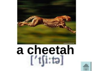 a cheetah 