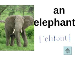  an elephant 