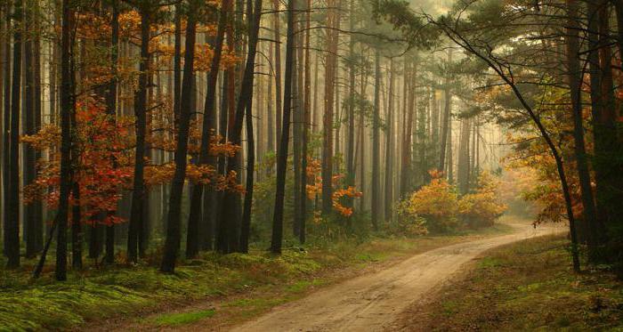 красивое описание осеннего леса