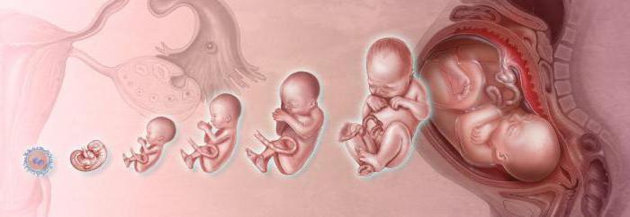 эмбрион 6 недель