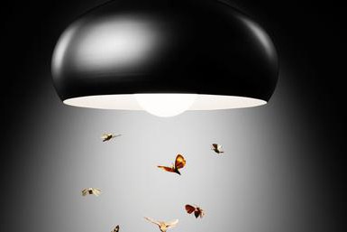  почему мотыльки летят на свет ночью