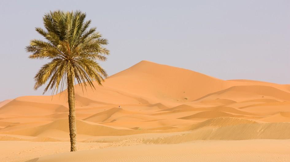 Основной причиной перепадов температуры ночью в пустыне является недостаток растительности
