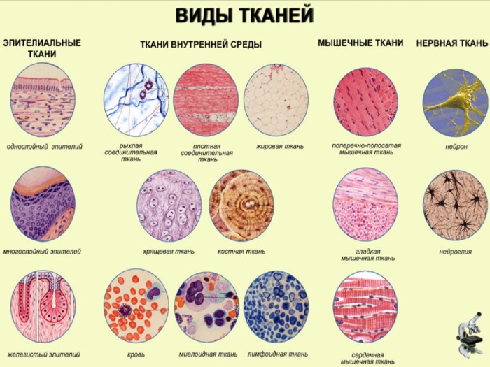 Гистология. Что это такое, как проводится исследование, расшифровка результатов анализа