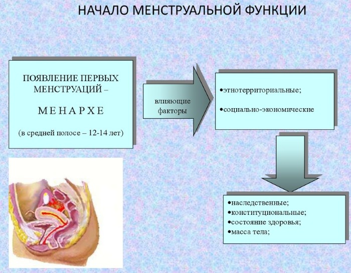 Гистология. Что это такое, как проводится исследование, расшифровка результатов анализа