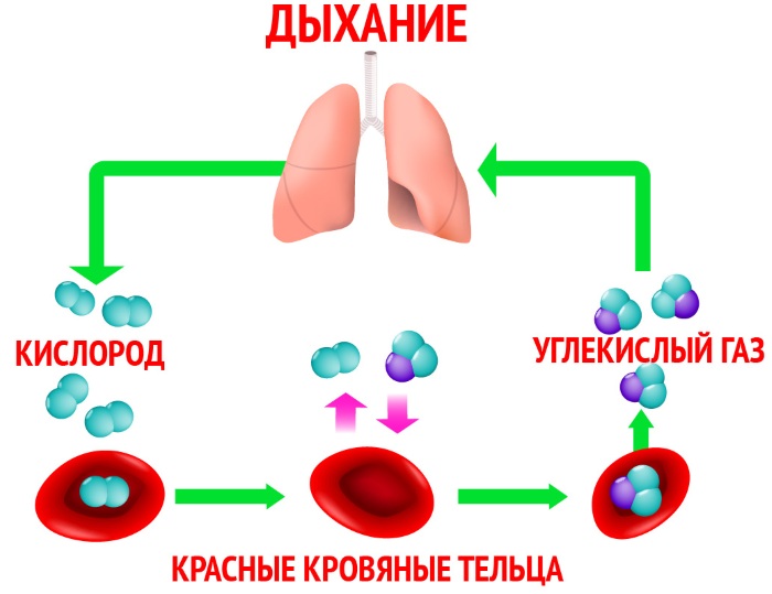 Дыхательная недостаточность. Классификация по степени тяжести у детей. Признаки, неотложная помощь, лечение