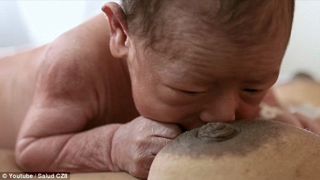 The precious moment a newborn baby crawls up its mother