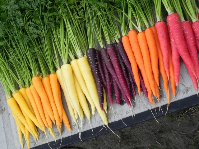 Разнообразие цветовой гаммы моркови