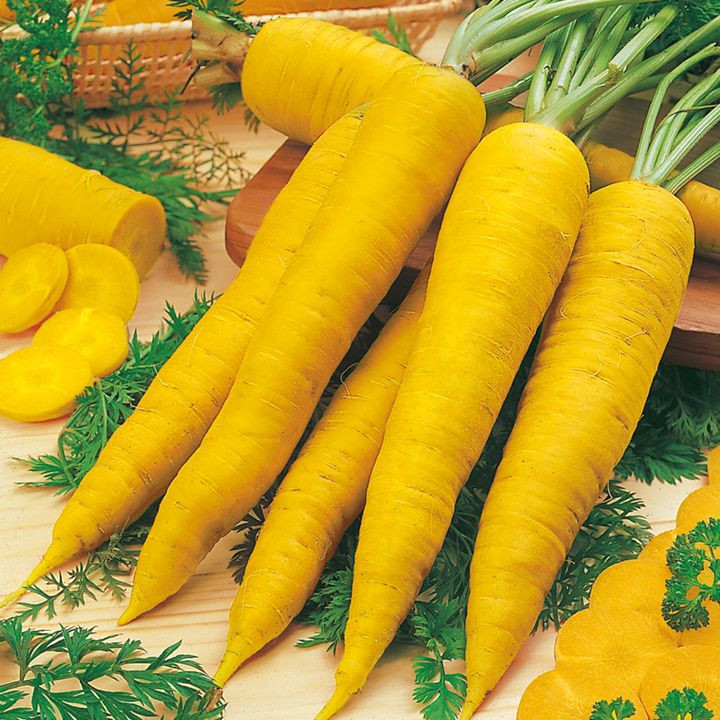 Желтая морковь Йеллоустоун американской селекции - признаки сорта