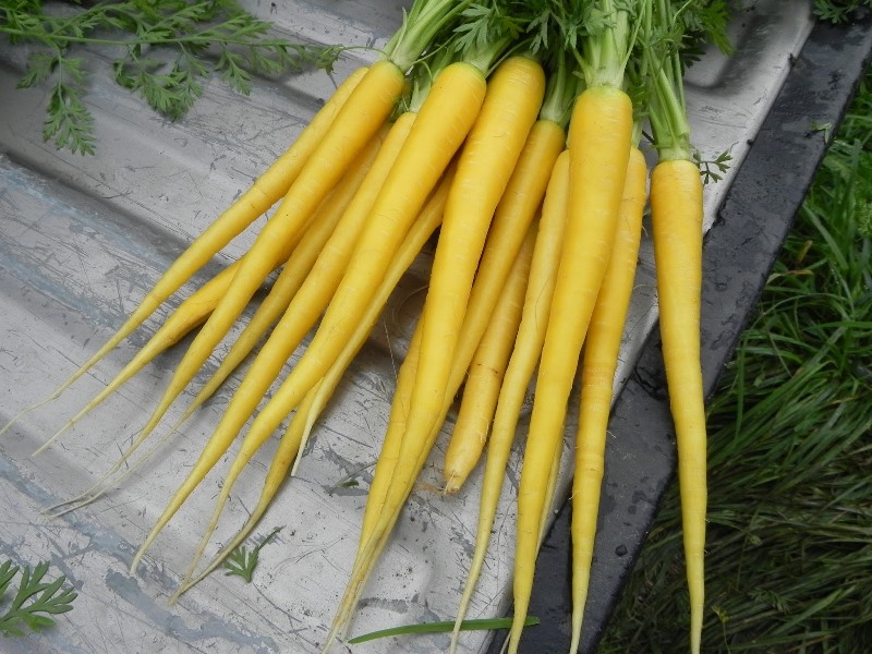 Желтая морковь сорта Мирзои 304 описание овоща