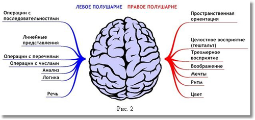 схема работы мозга