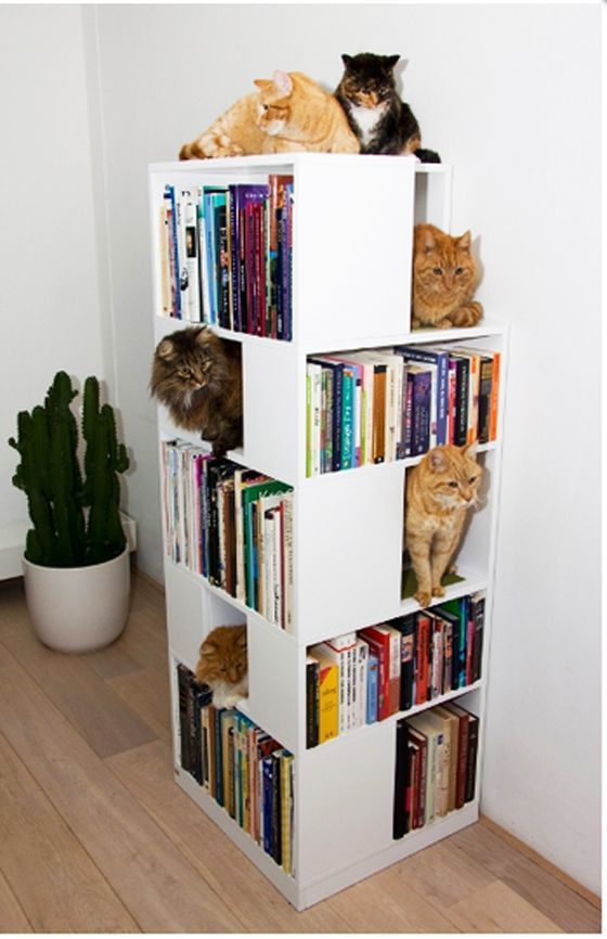 Полки для кошек в книжном стеллаже