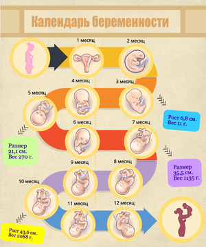 Как развивается плод на неделе 