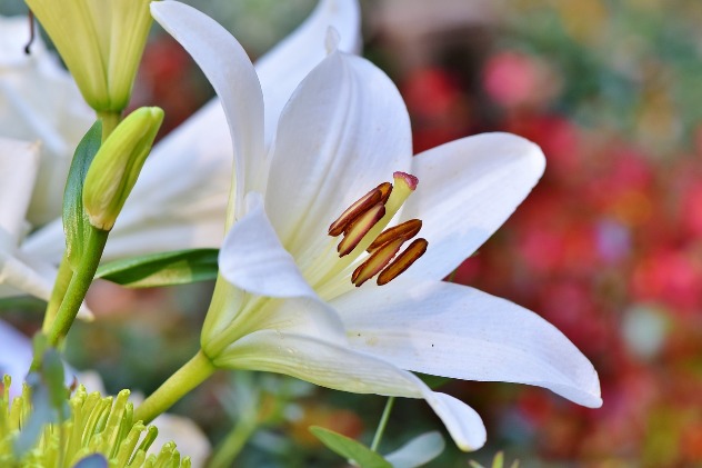 лилия - цветок евы