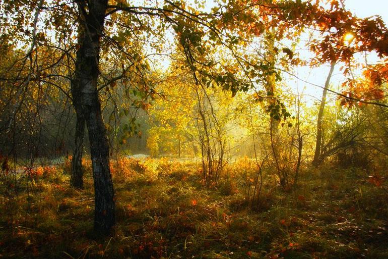  краски осеннего леса