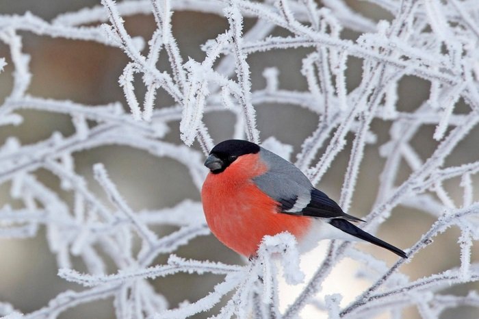 Зимуючі птахи України, фото 2