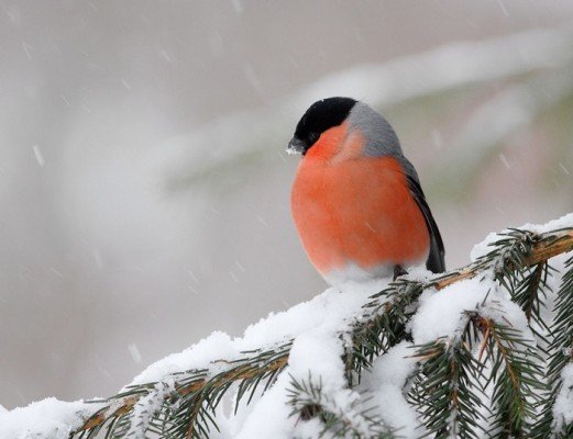 Зимові птахи України