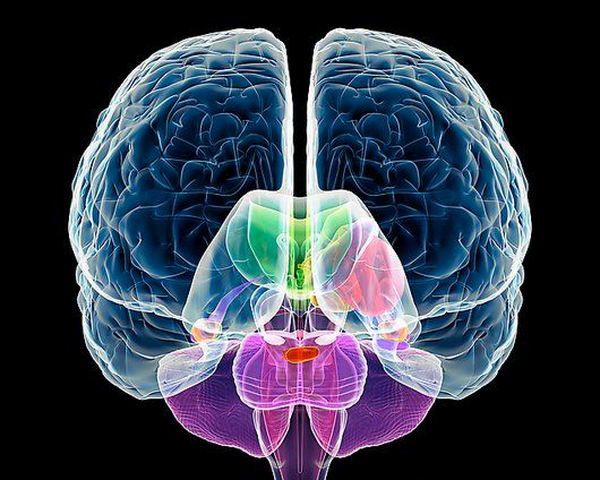 Как узнать, какое полушарие мозга у вас наиболее развито