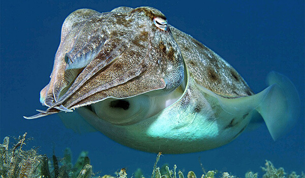 Фото: Морская каракатица