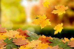 почему осенью желтеют листья