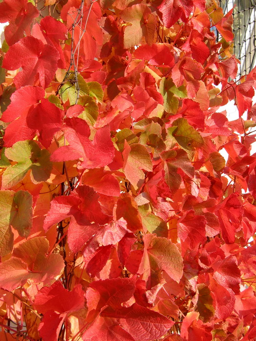 Листья амурского винограда осенью, почему краснеют листья амурского винограда осенью