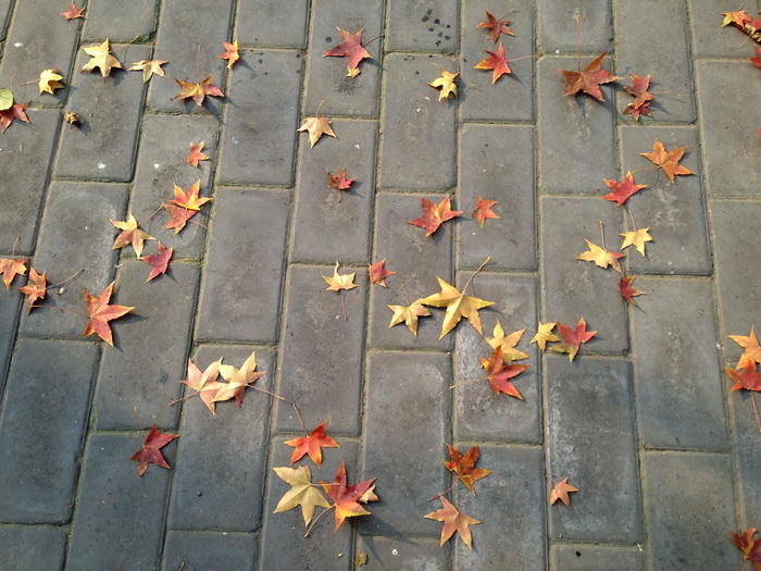 почему осенью листья желтеют и опадают, осенние листья, окраска осенних листьев
