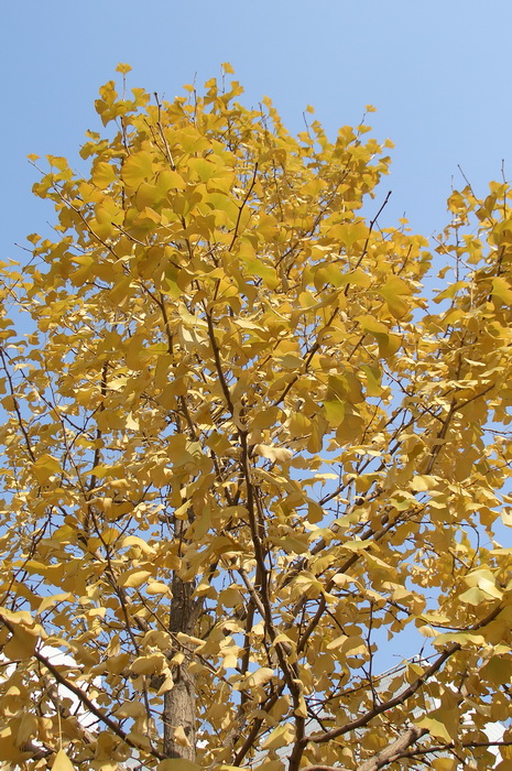 листья гинкго осенью, почему желтеют листья осенью, листопадное дерево гинкго