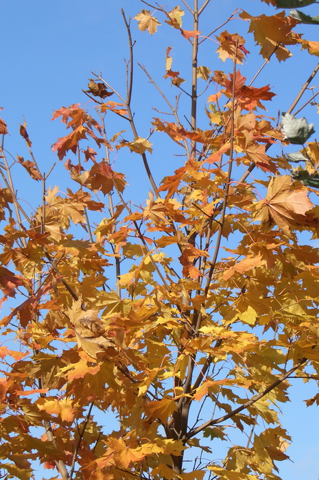 золотая осень, листопад, почему желтеют листья осенью, листья клёна