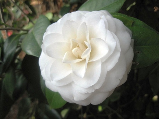 CAMELLIA japonica White by the Gate